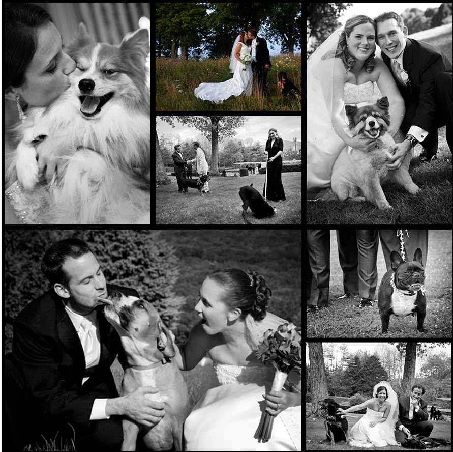 dogblog
