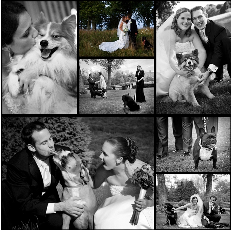 dogblog