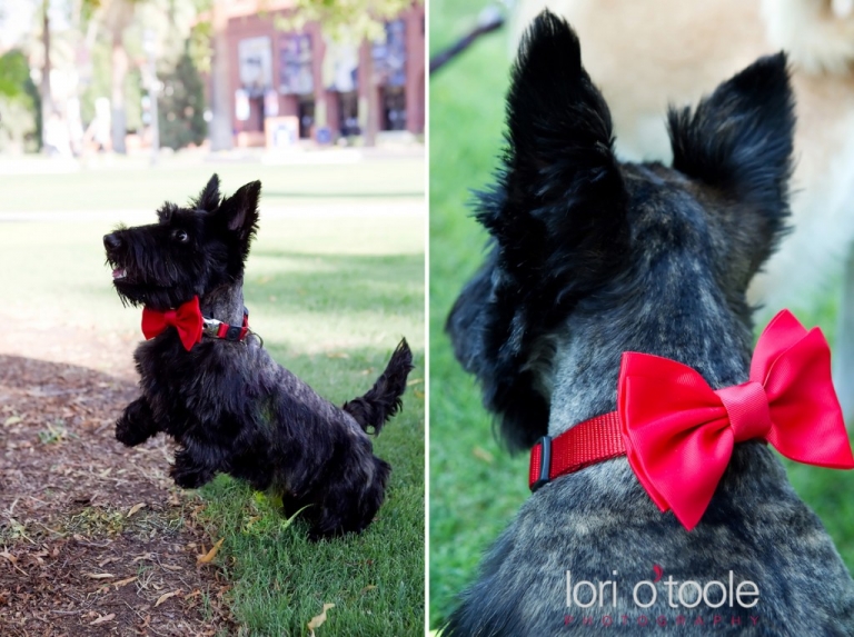 University of Arizona engagement; Tucson engagement photography; Lori OToole photography