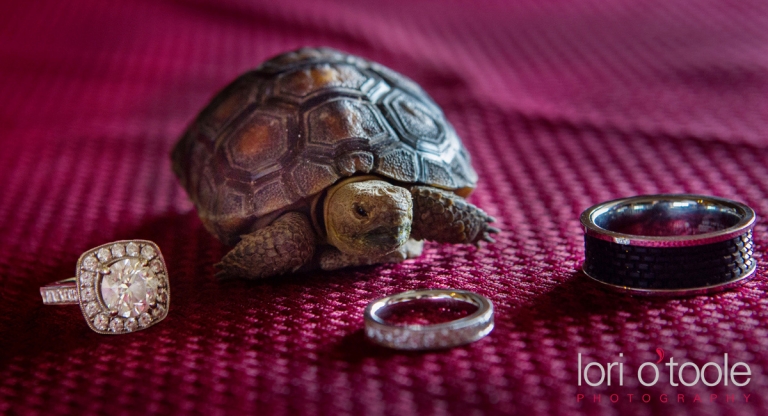 Desert Tortoise; Tucson wedding rings; Lori OToole photography
