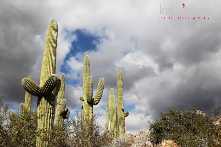 Winter wedding at Tanque Verde Guest Ranch, Lori OToole Photography, Wedding in Tucson