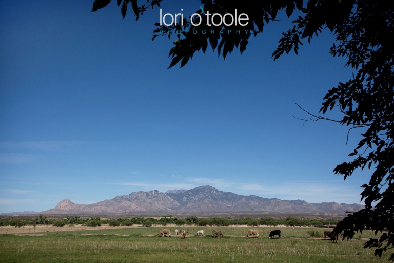 Agua Linda Farm Wedding, Lori OToole Photography, farm wedding in Arizona